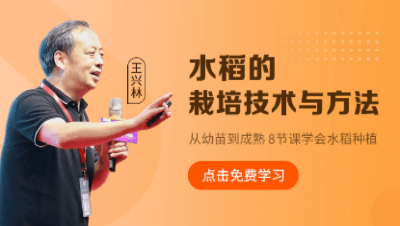 水稻的栽培技术与方法